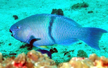  Scarus persicus (Gulf Parrotfish)