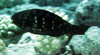  Scarus spinus (Greensnout Parrotfish)