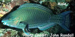  Scarus psittacus (Common Parrotfish)