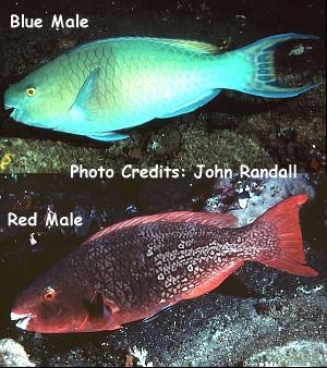  Scarus rubroviolaceus (Ember Parrotfish)