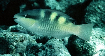  Scarus scaber (Fivesaddle Parrotfish)