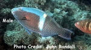  Scarus schlegeli (Yellowband Parrotfish)