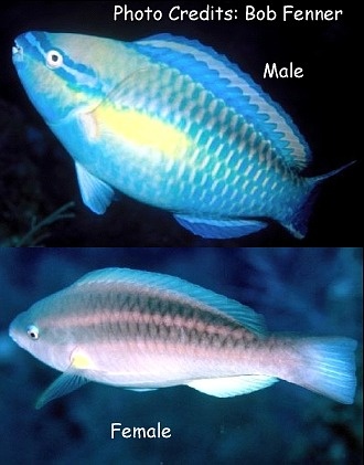  Scarus taeniopterus (Princess Parrotfish)