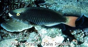  Scarus tricolor (Tricolor Parrotfish)