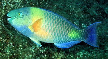  Scarus zufar (Dhofar Parrotfish)