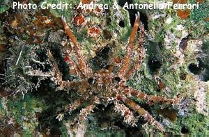  Schizophrys aspera (Decorator Crab)