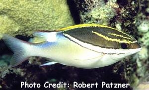  Scolopsis bilineata (Twoline Monocle Bream)