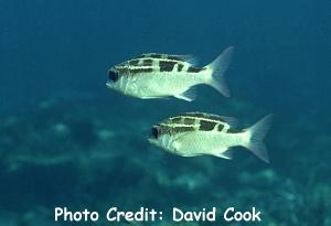  Scolopsis lineata (Striped Monocle Bream)