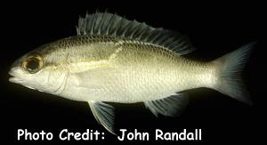  Scolopsis trilineata (Threeline Monocle Bream)