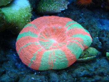  Scolymia australis (Australian Scoly, Scoly (most popular), Scolymia)