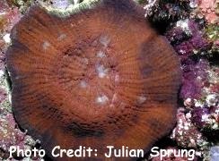  Scolymia vitiensis (Open Meat Coral, Meat Coral, Button Coral, Doughnut Coral. Disk Coral)