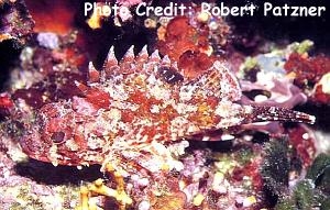  Scorpaena notata (Small Red Scorpionfish)