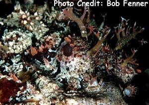  Scorpaena plumieri (Spotted Scorpionfish)