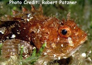  Scorpaena porcus (Black Scorpionfish)