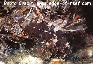  Scorpaenodes varipinnis (Blotchfin Scorpionfish)