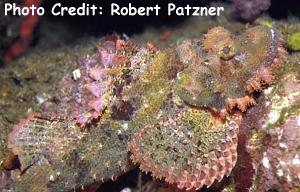  Scorpaenopsis oxycephalus (Tasseled Scorpionfish, Smallscaled Scorpionfish)