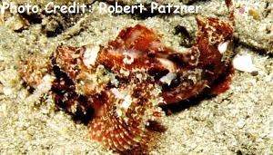  Scorpaenopsis papuensis (Papuan Scorpionfish)