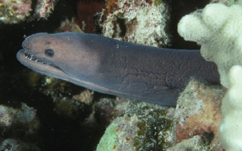  Scuticaria okinawae (Okinawan Snake Moray, Shorttailed Snake Eel)