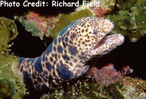  Scuticaria tigrina (Tiger Snake Moray)