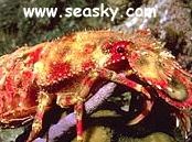  Scyllarides nodifer (Ridged Slipper Lobster)