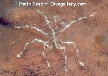  Species 1 (Sea Spider)