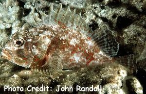  Sebastapistes ballieui (Spotfin Scorpionfish)