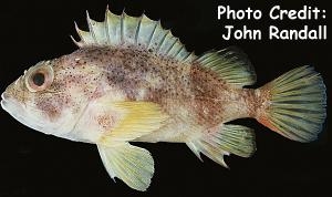  Sebastapistes coniorta (Speckled Scorpionfish)