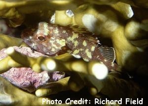  Sebastapistes cyanostigma (Yellow-spotted Scorpionfish)