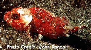  Sebastapistes strongia (Barchin Scorpionfish)