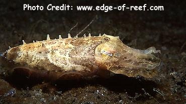  Sepia aculeata (Needle Cuttlefish)