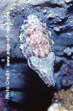  Sepia bandensis (Stumpy-spined Cuttlefish)