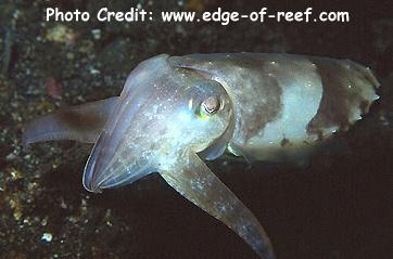  Sepia latimanus (Broadclub Cuttlefish)