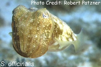  Sepia pharaonis (Pharaoh Cuttlefish)