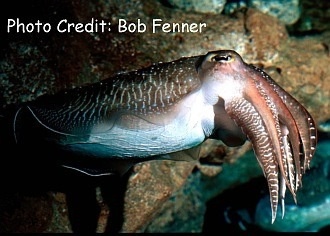  Sepia pharaonis (Pharaoh Cuttlefish)