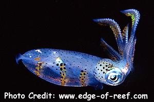  Sepioteuthis lessoniana (Bigfin Reef Squid)