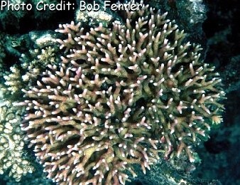  Seriatopora caliendrum (Birds Nest Coral, Needle Coral)