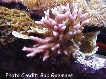  Seriatopora hystrix (Thin Birds Nest Coral)