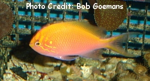  Serranocirrhitus latus (Fathead Anthias, Sunburst Anthias, Hawkfish Anthias)