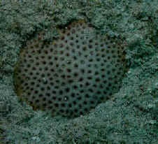  Siderastrea radians (Boulder Coral, Massive Starlet Coral)