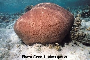  Siderastrea siderea (Boulder Coral, Lesser Starlet Coral)