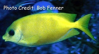  Siganus corallinus (Blue-spotted Spinefoot Rabbitfish)