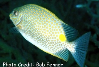  Siganus guttatus (Orange-spotted Spinefoot Rabbitfish, Yellow Blotch Rabbitfish)