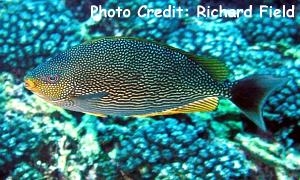  Siganus javus (Streaked Spinefoot Rabbitfish)