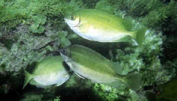  Siganus luridus (Dusky Spinefoot Rabbitfish)