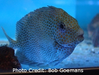  Siganus punctatus (Goldspotted Spinefoot Rabbitfish)