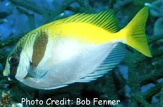  Siganus virgatus (Barhead Spinefoot Rabbitfish, Two Barred Rabbitfish)