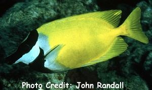  Siganus vulpinus (Foxface Rabbitfish)