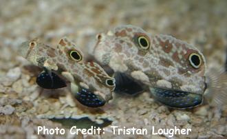  Signigobius biocellatus (Twin Spot Goby)