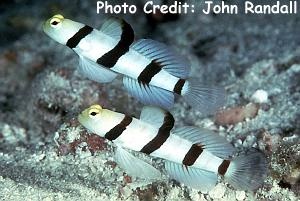  Stonogobiops dracula (Dracula Shrimp Goby)