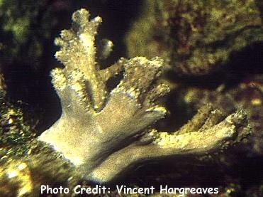  Sinularia brassica (Thick Fingered Leather Coral, Cabbage Leather Coral)